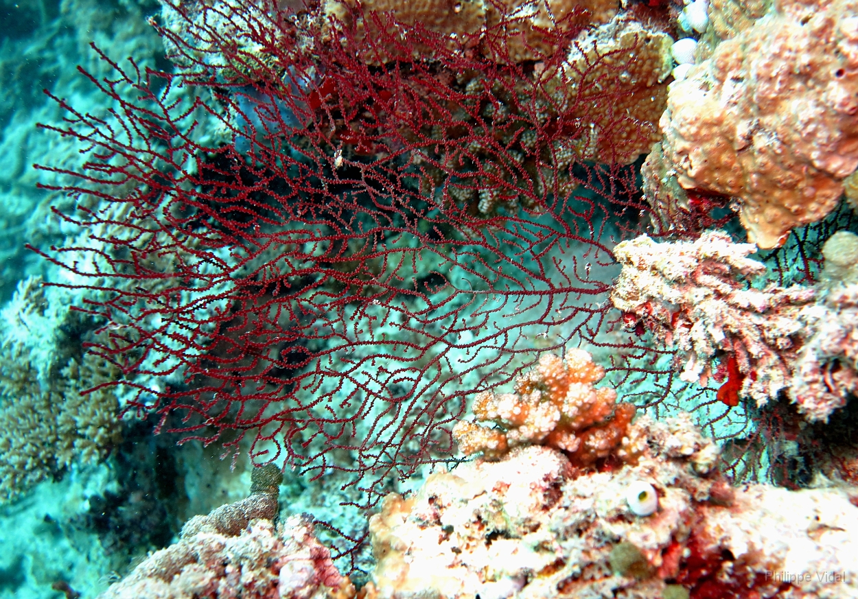 Velidhu - 2013_03_13 - IMG_0629rf_Corail_Maagiri_Plongee.jpg
